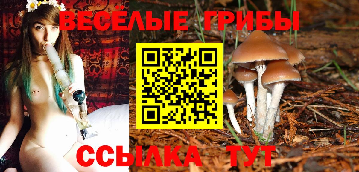 Псилоцибиновые грибы Psilocybe  даркнет сайт  Вход с VPN  Норильск  Галлюциногенные грибы GOLDEN TEACHER 